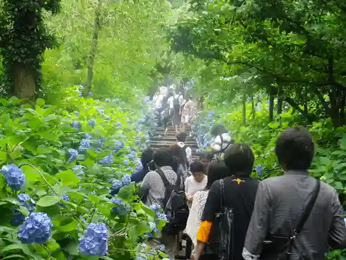 明月院の庭園