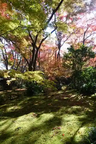 祇王寺の庭園