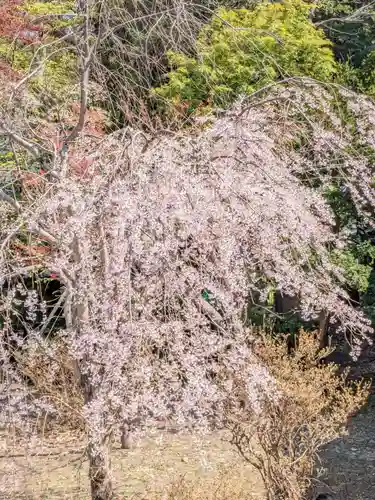 北海道神宮の自然