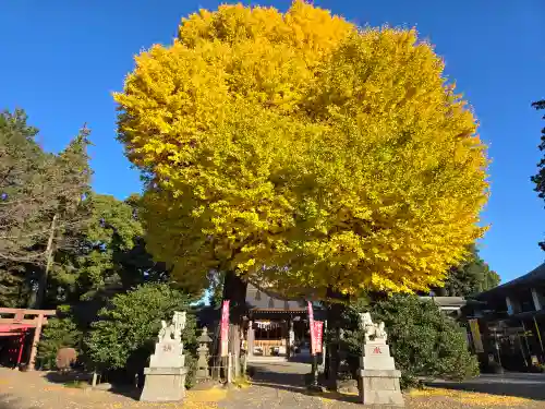 亀ケ池八幡宮(神奈川県)