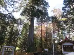 須山浅間神社の自然