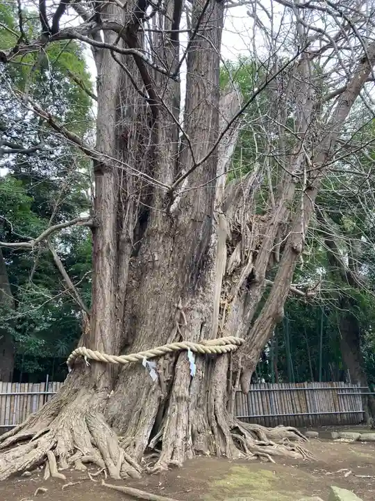 峯ヶ岡八幡神社(埼玉県)
