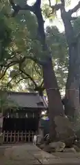 千住氷川神社(東京都)