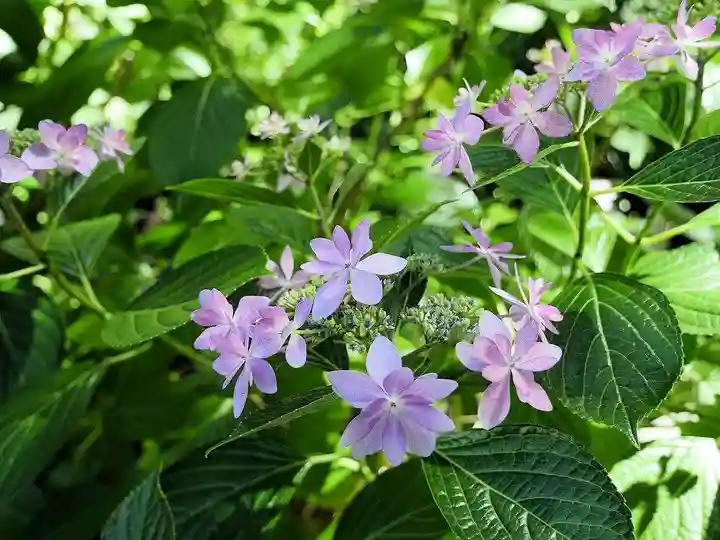高幡不動尊 金剛寺の自然