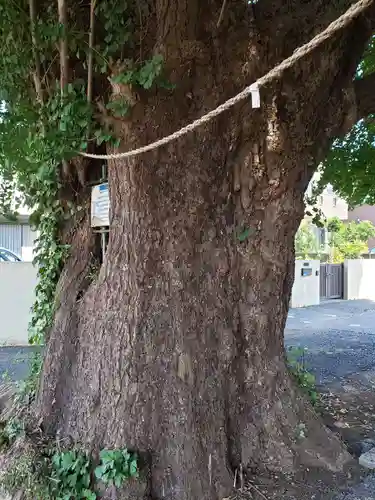 愛宕神社の自然
