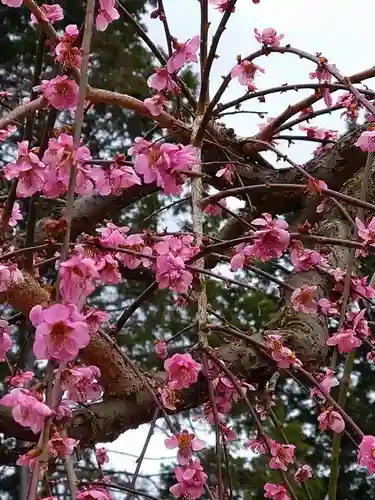 三室戸寺(京都府)