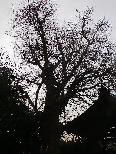 荏柄天神社の自然