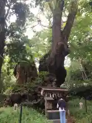 來宮神社の自然