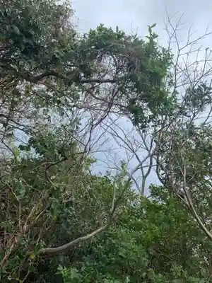 杵崎神社の自然