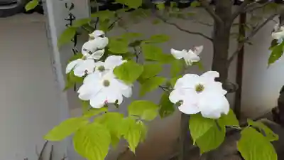 西光寺の自然