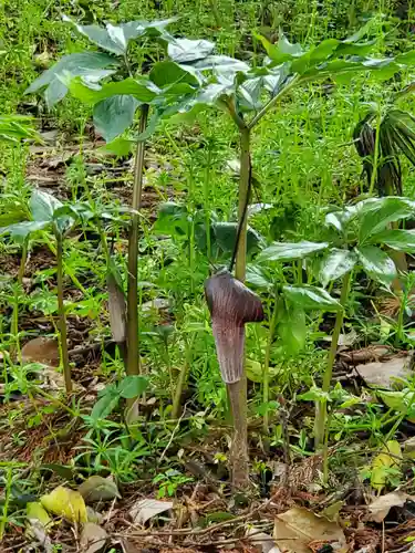 沙沙貴神社(滋賀県)
