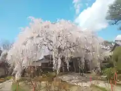 本満寺（本願満足寺）の景色