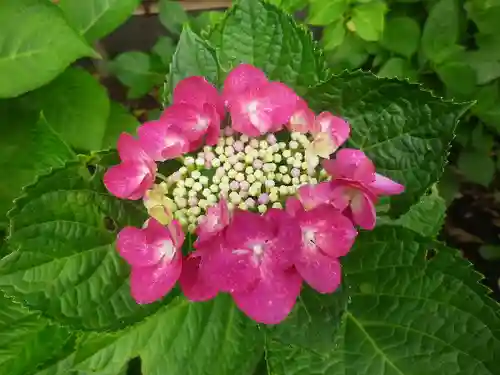 御霊神社の自然
