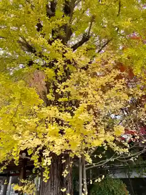 東本願寺岡崎別院の自然