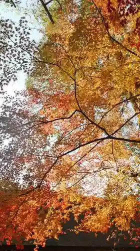 賀茂別雷神社（上賀茂神社）の自然