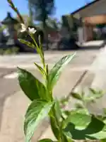 總社 和田八幡宮の自然