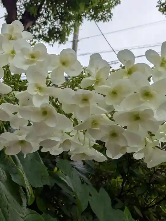 白幡八幡神社(神奈川県)