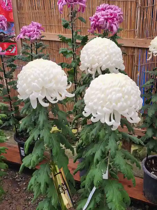 彌彦神社のその他建物