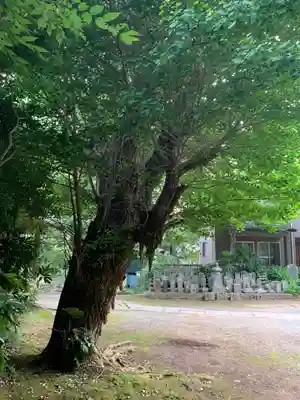 医王寺(千葉県)