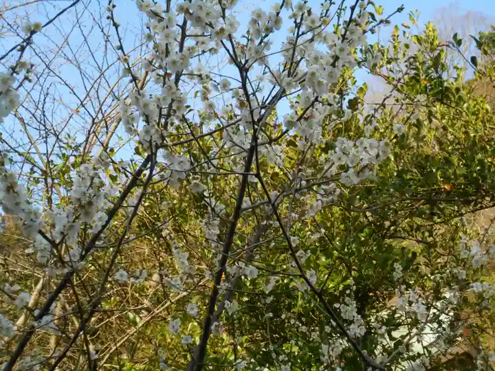 御霊神社の自然