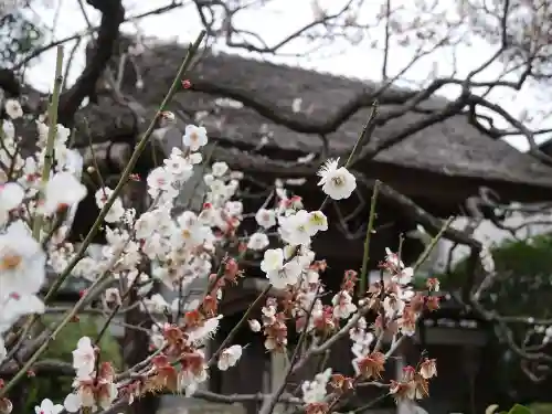 極楽寺（霊鷲山感應院極楽律寺）の自然