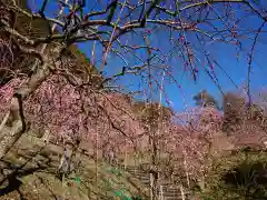 大縣神社の自然