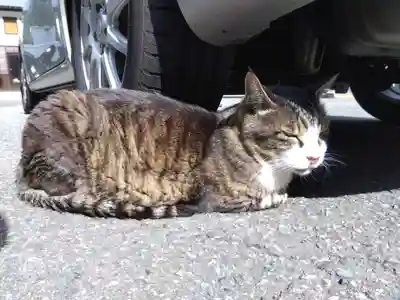 御誕生寺（猫寺）の動物