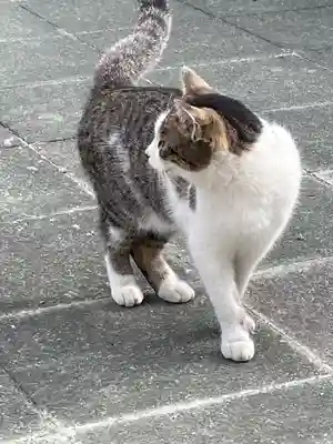 荘嚴浄土寺の動物