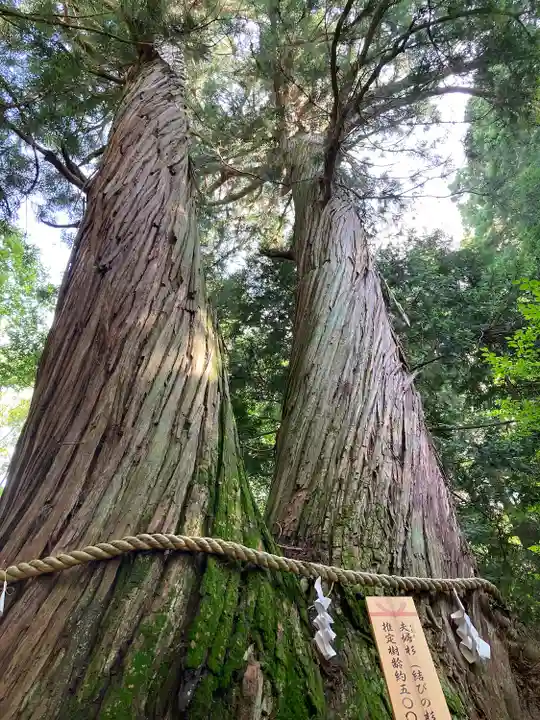 戸隠神社火之御子社の自然
