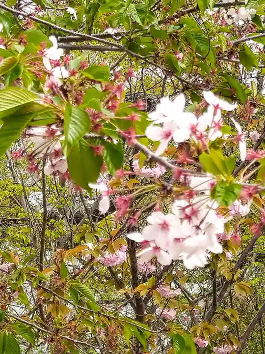 柏島神社の自然