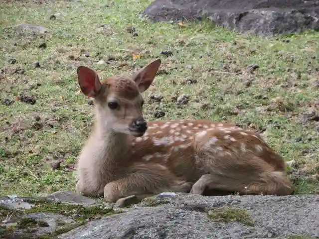 興福寺(奈良県)