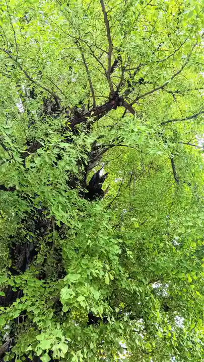 飛木稲荷神社の自然