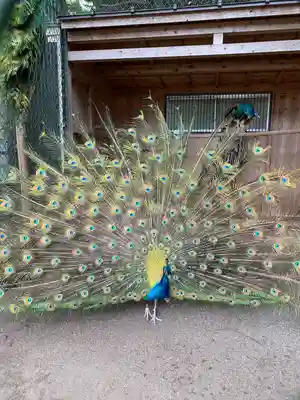 岩槻久伊豆神社(埼玉県)