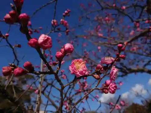 岡崎天満宮の自然