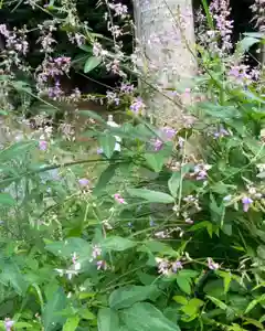 笠原寺の自然(2021年09月20日(月) 15時02分11秒投稿)