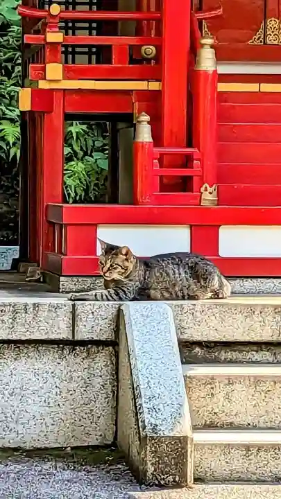 白金氷川神社の動物