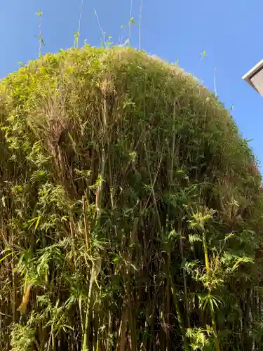 一宮神社の自然
