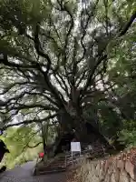 大山祇神社奥の院 生樹の御門(愛媛県)