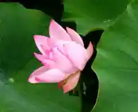 伊賀八幡宮の自然