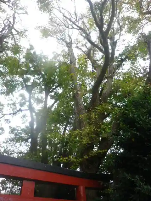 由比若宮(元鶴岡八幡宮)の自然