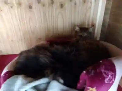 御誕生寺（猫寺）(福井県)