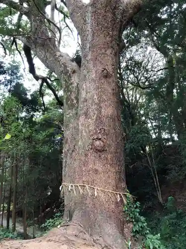 櫻井神社の自然