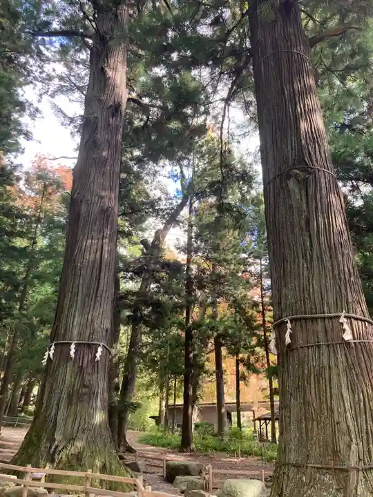 河口浅間神社の自然