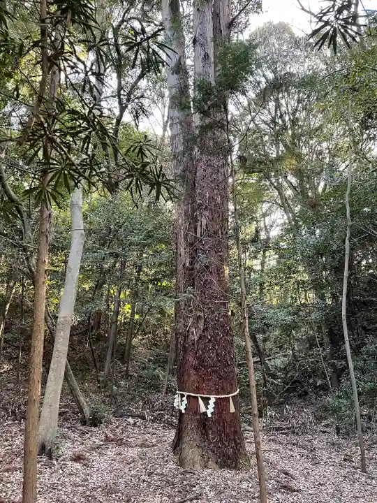 星田妙見宮の自然