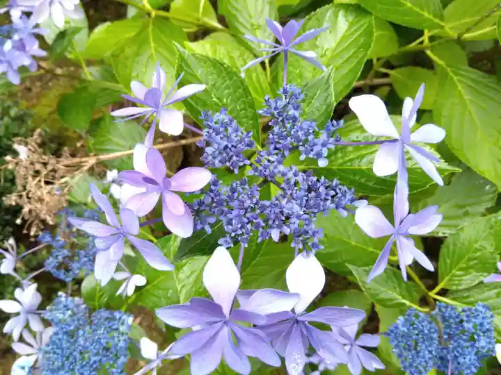 賀茂神社(福井県)