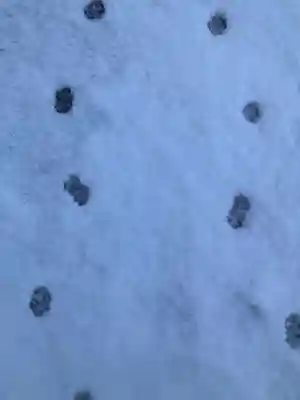 鹿角八坂神社(秋田県)