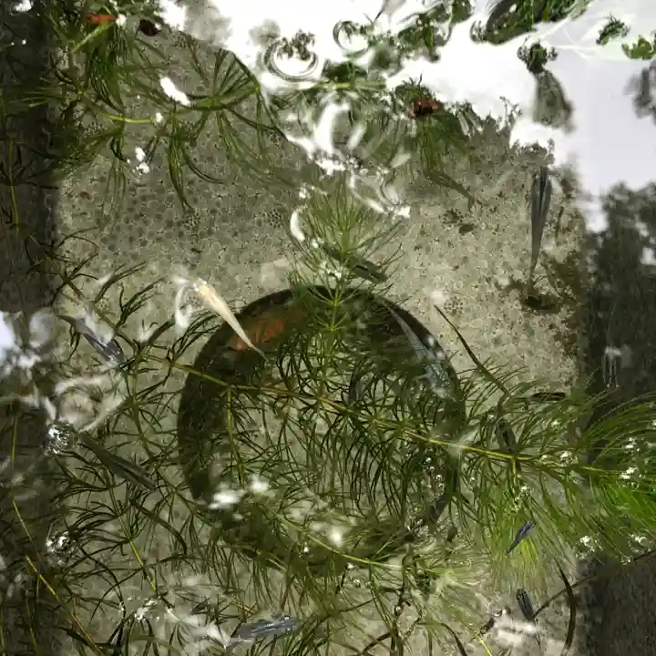 田無神社の動物
