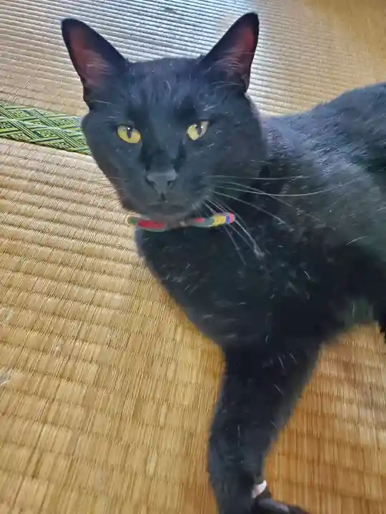 高司神社〜むすびの神の鎮まる社〜(福島県)