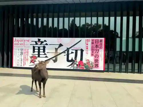 春日大社の動物