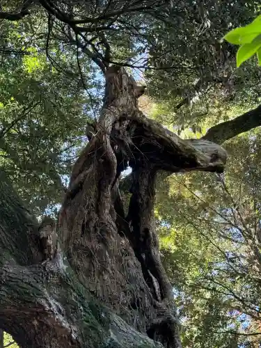 大杉神社の{uncategorized: "未分類", other: "その他", undefined: "問題あり", building: "その他建物", grave: "お墓", sacred_gate: "鳥居", guardian: "狛犬", statue: "像", buddha: "仏像", history: "歴史", nature: "自然", garden: "庭園", animal: "動物", pagoda: "塔", temizu: "手水舎", mountain_gate: "山門・神門", sanctuary: "本殿・本堂", subordinate: "末社・摂社", art: "芸術", scenery: "景色", jizo: "地蔵", ema: "絵馬", goshuin: "御朱印", omikuji: "おみくじ", items: "授与品その他", amulet: "お守り", goshuincho: "御朱印帳", eats: "食事", festival: "お祭り", votive_dance: "神楽", shichigosan: "七五三参", wedding: "結婚式", experience: "体験その他", initially: "初詣", around: "周辺", anti_infection: "感染症対策"}